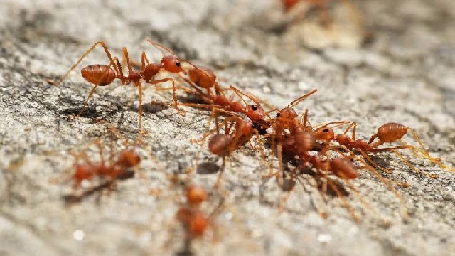 Tips Mencegah Tangan Gatal-Gatal Akibat Gigitan Semut Merah